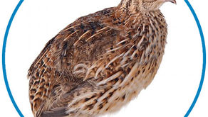 Processing Quail at Fabled Farms: Fast, Efficient, and Humane