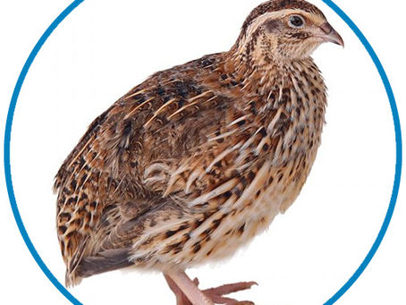 Processing Quail at Fabled Farms: Fast, Efficient, and Humane