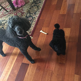 Poodle Puppy Extended Family