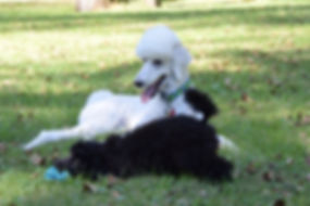 Poodle Puppy Extended Family