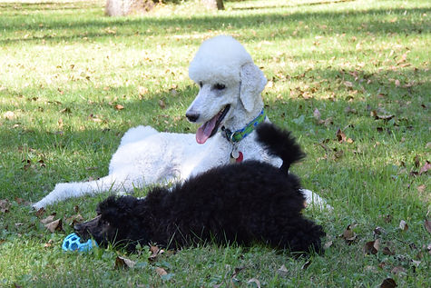 Poodle Puppy Extended Family