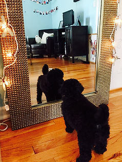 Poodle Puppy Extended Family