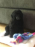Poodle Puppy Extended Family