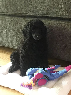 Poodle Puppy Extended Family