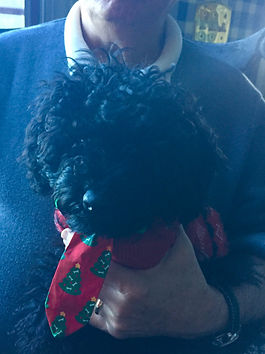 Poodle Puppy Extended Family