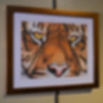 Color pencil drawing by Michael Marcotte of a tiger's eyes
