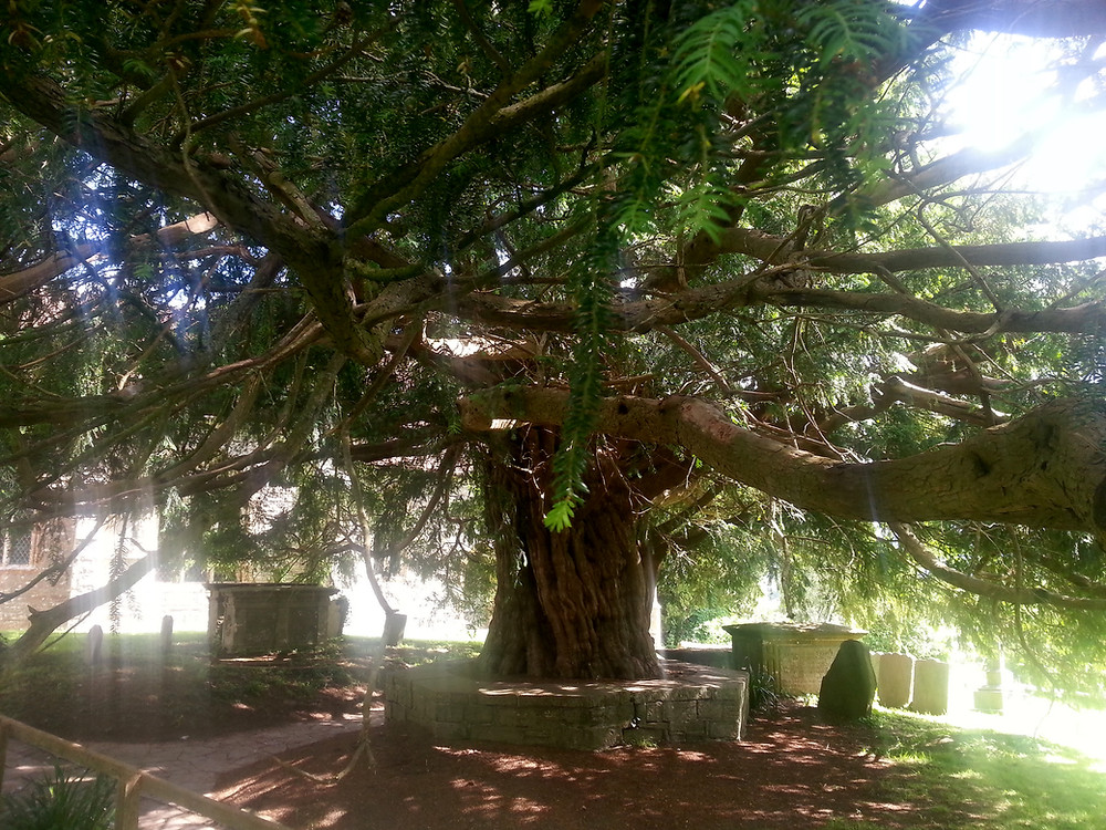 Ancient Compton Dundon Yew Tree