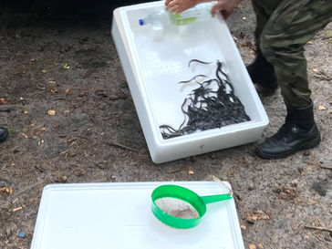 Galeria – 2017.08.16 Wpuszczamy narybek węgorza