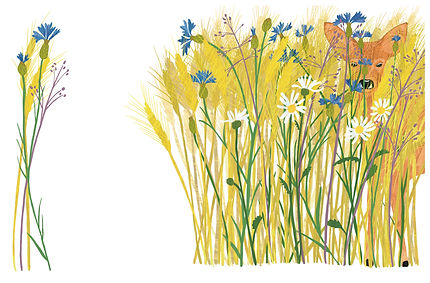Cornflower.jpg