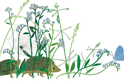 Forget me not.jpg