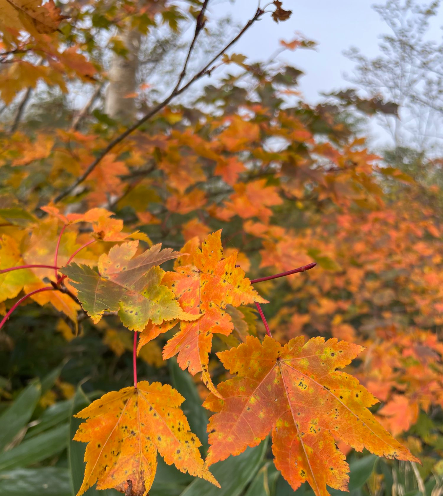 紅葉の始まり始まり〜