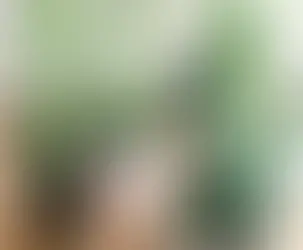 Top 5 Common Succulent Myths for Beginners