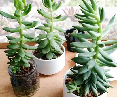Top 5 Common Succulent Myths for Beginners