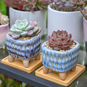The Ultimate Guide to Choosing the Right Pot for Your Succulents
