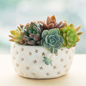 How to Care for Succulents in The Summer