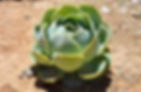 ree