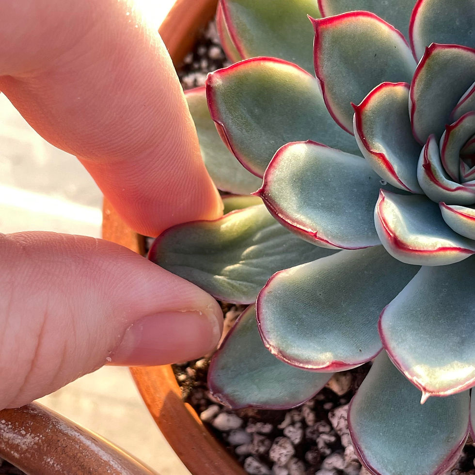 A sign when succulents lack of water