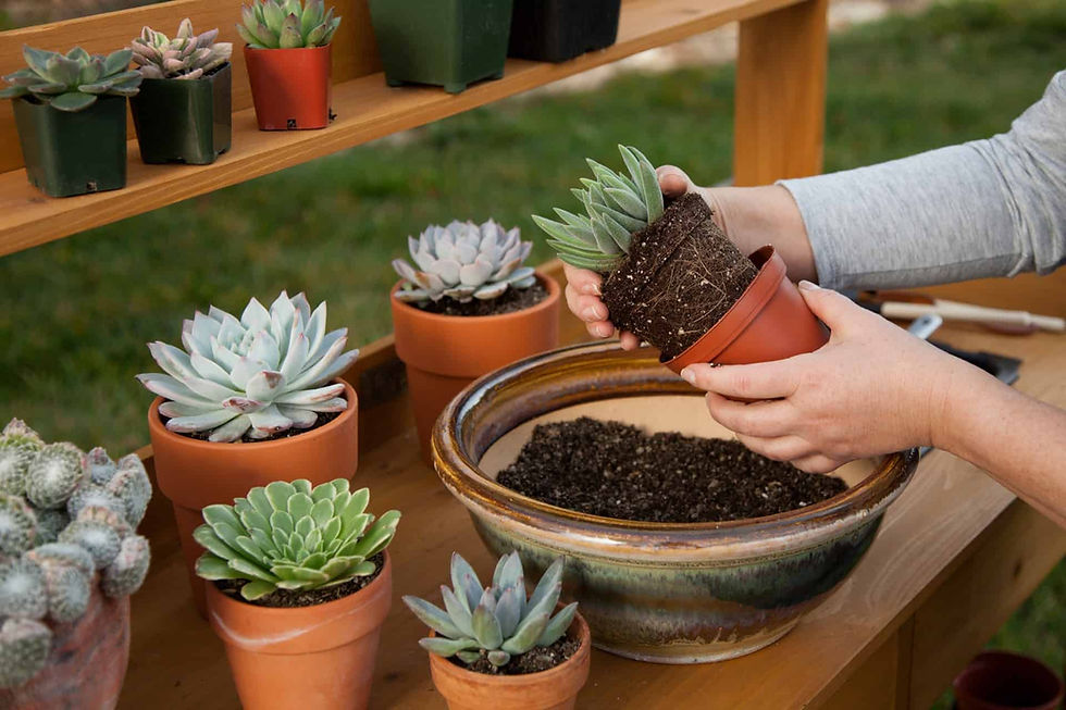 How to repot succulents