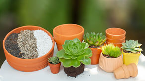 New Succulent Setup: Complete Guide to Repotting and First Care