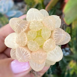 succulent__lover_1622306639_2584417862654185881_8081525753