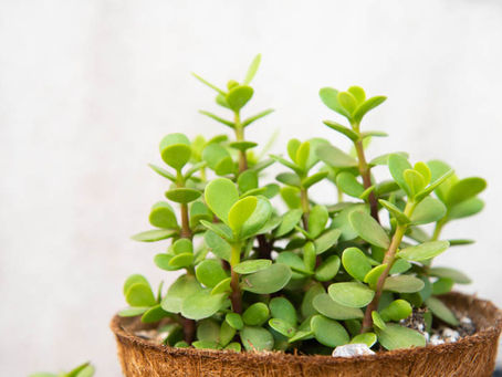 How to Care for Elephant Bush (Portulacaria afra)