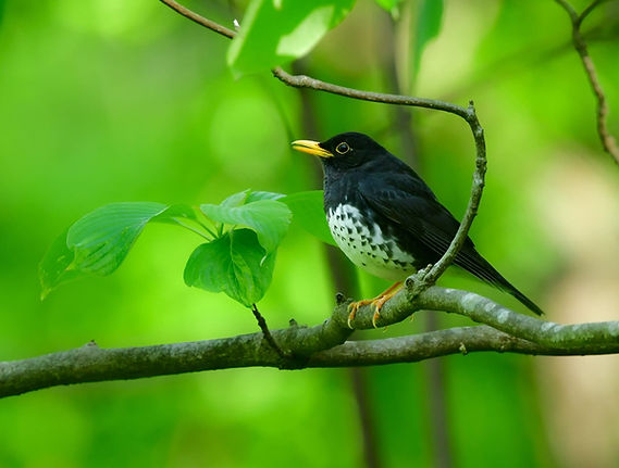 2048_Day 1 クロツグミ雄  20240518 竜神池 (3).jpg