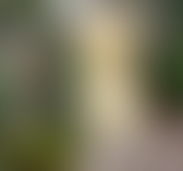 Orquídeas da Chapada Diamantina