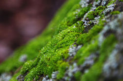 moss_26697539681_o