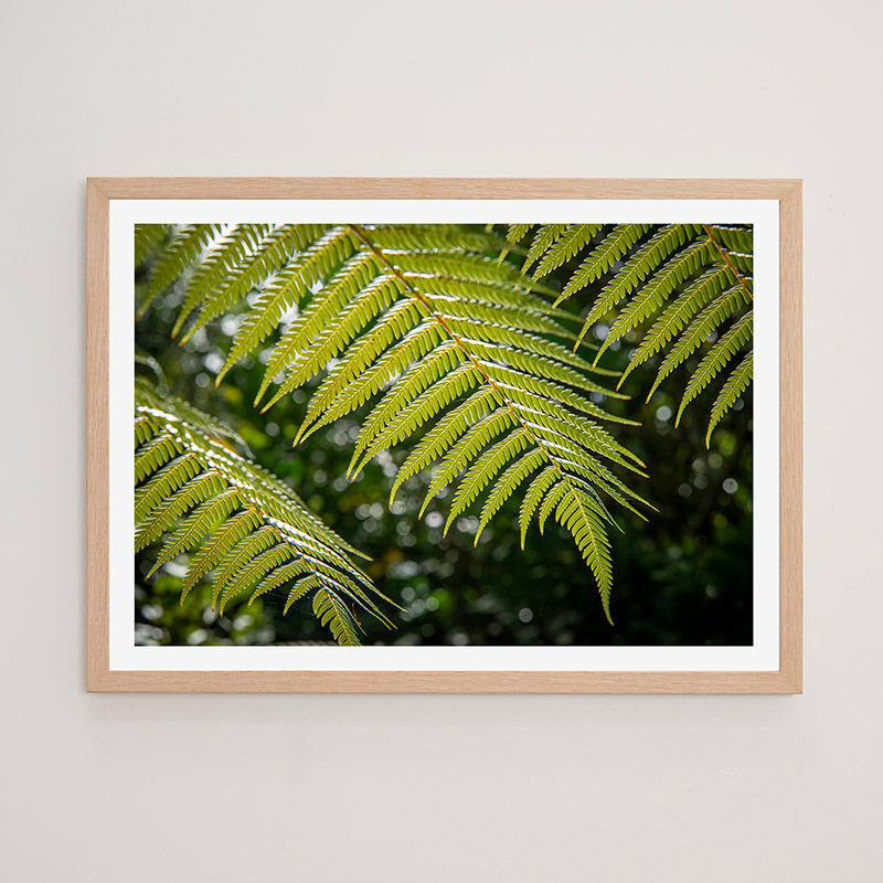 FERNS, NZ - FRAMED