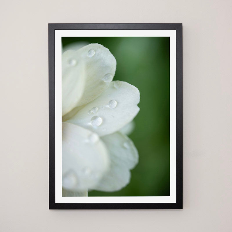 Thumbnail: Camellia - FRAMED.