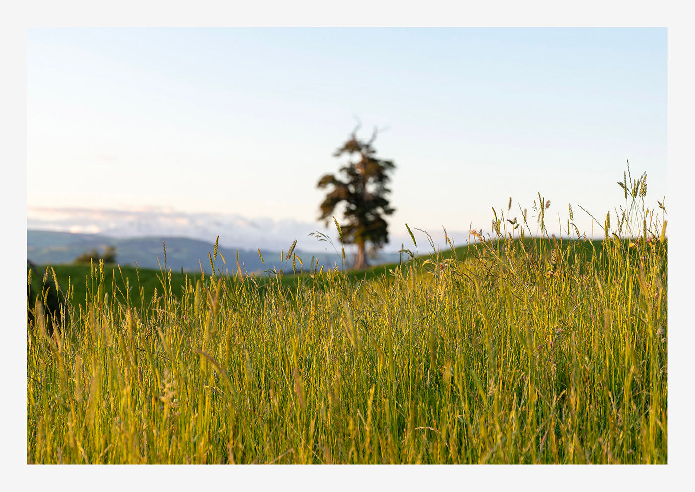 Taihape farm 2, NZ – UNFRAMED.
