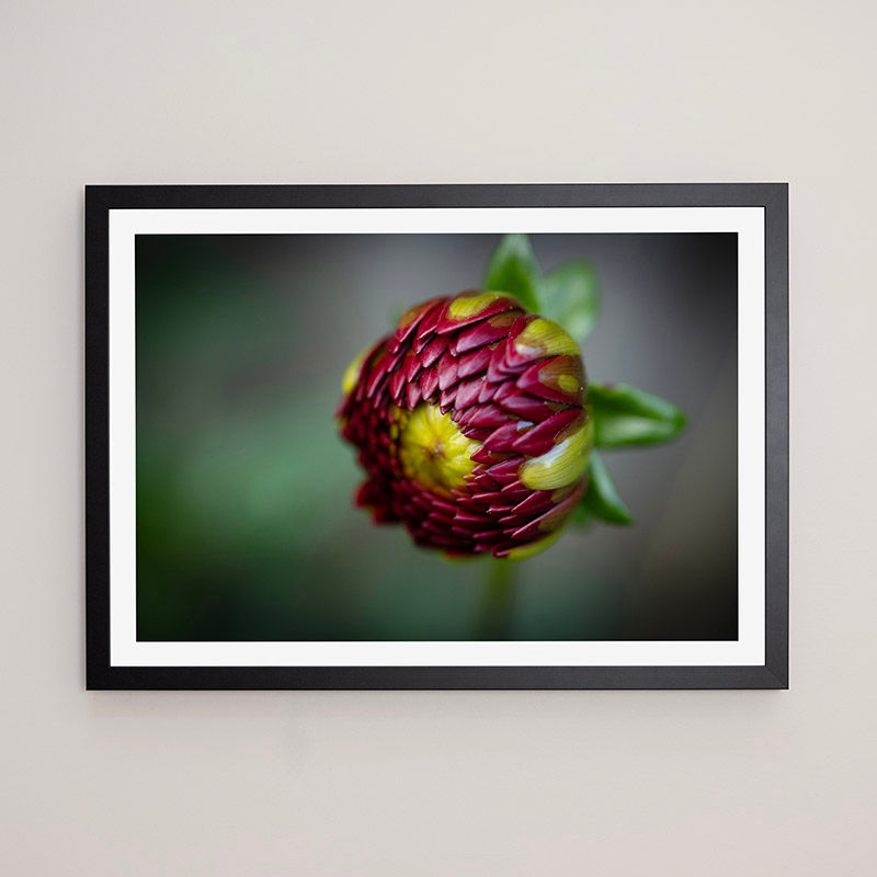 Thumbnail: Dahlia - FRAMED.