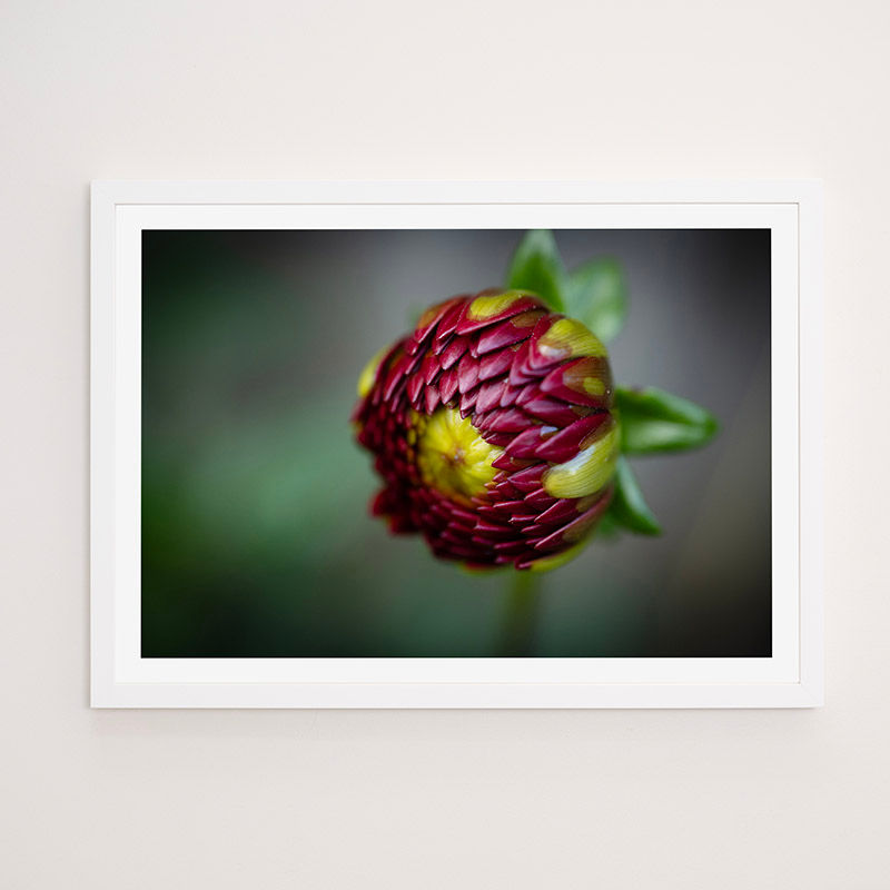 Thumbnail: Dahlia - FRAMED.