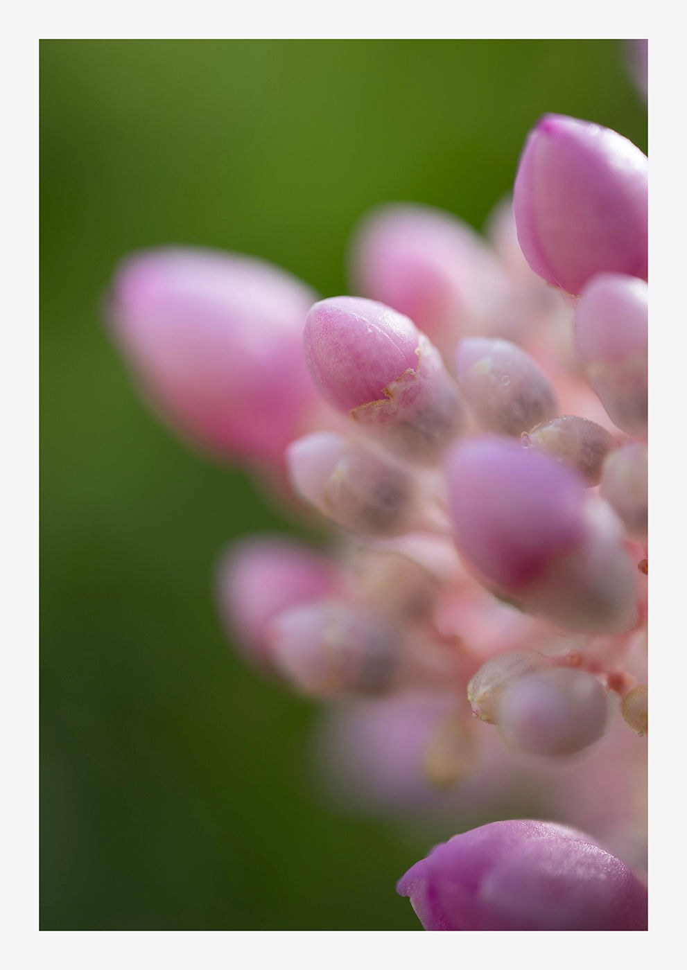 Prairie Onion - UNFRAMED.