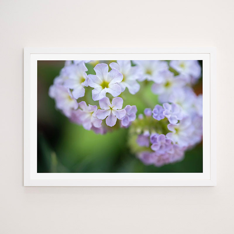 Thumbnail: Heliotrope  - FRAMED.