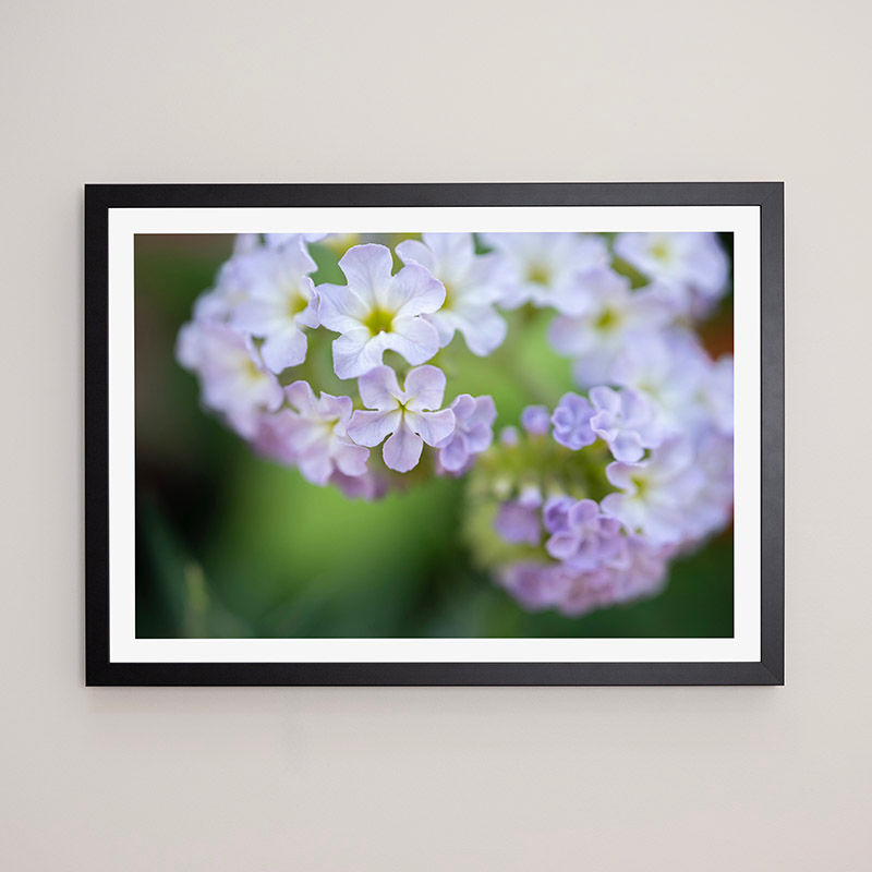 Thumbnail: Heliotrope  - FRAMED.