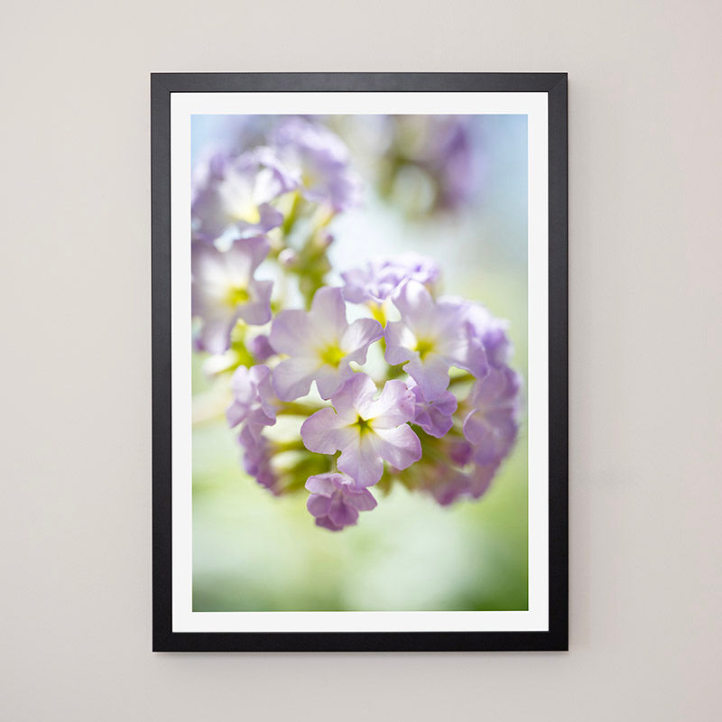 Thumbnail: Heliotrope  - FRAMED.
