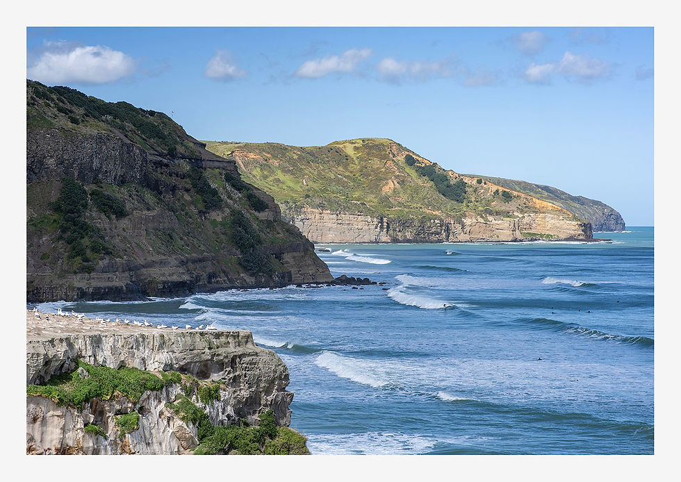 Muriwai gannet colony 2, Auckland, NZ – UNFRAMED