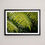 Thumbnail: FERNS, NZ - FRAMED