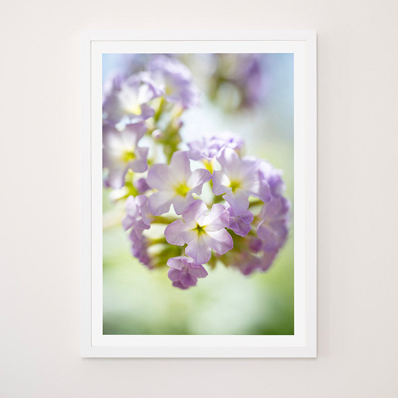 Thumbnail: Heliotrope  - FRAMED.