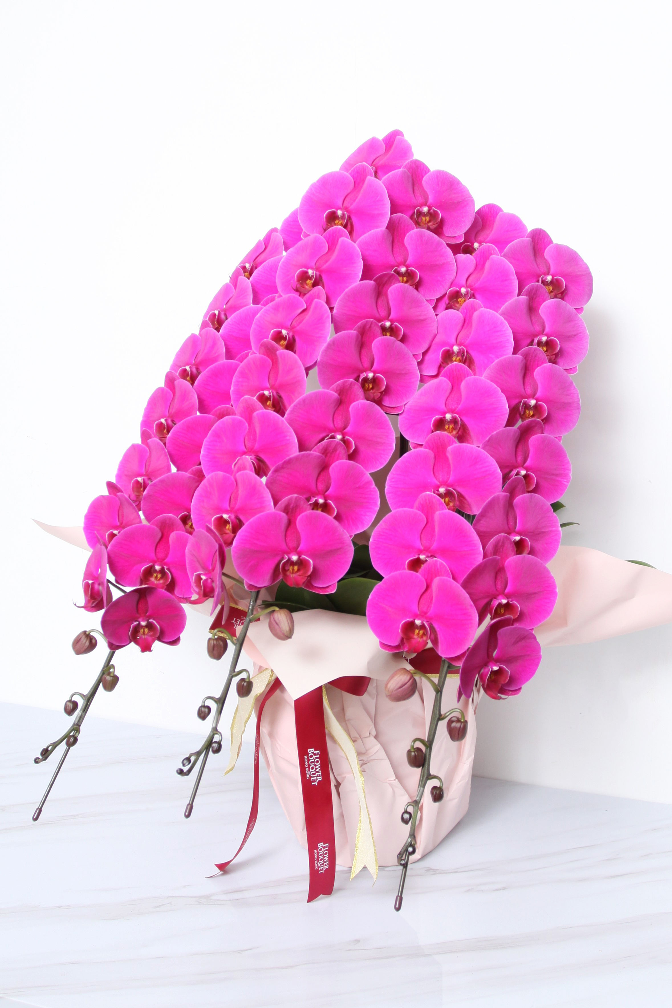 Japanese orchid tray cultivation 3 Chang (Japan)