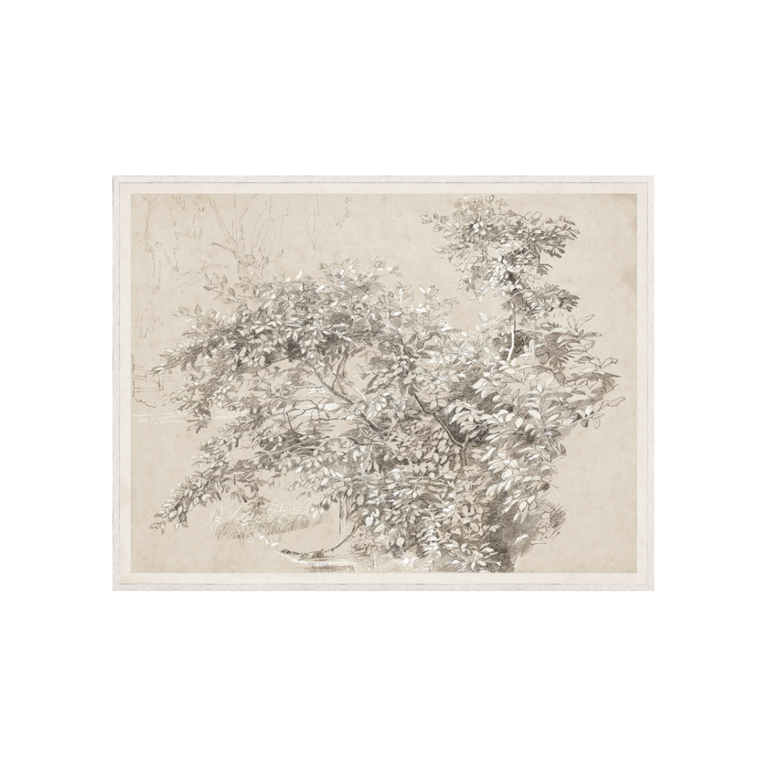 Graphite & Gouache Study C. 1890