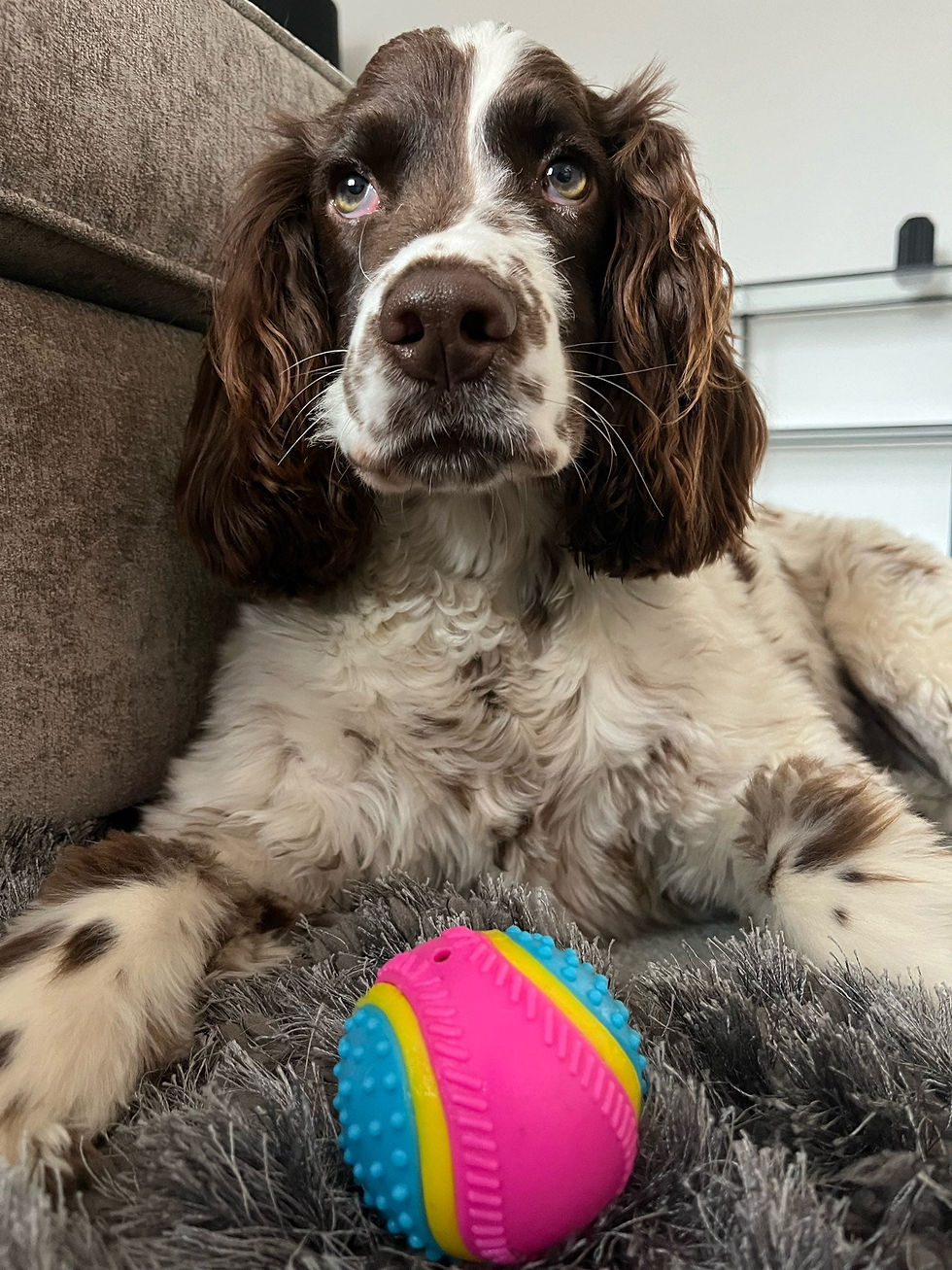 Thumbnail: Five Senses Sensory Ball