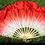 Thumbnail: Rich Red Silk Flutter High Performance Dance Fan