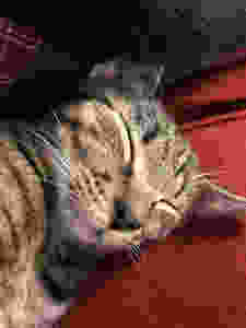 sleeping cat, brown tabby