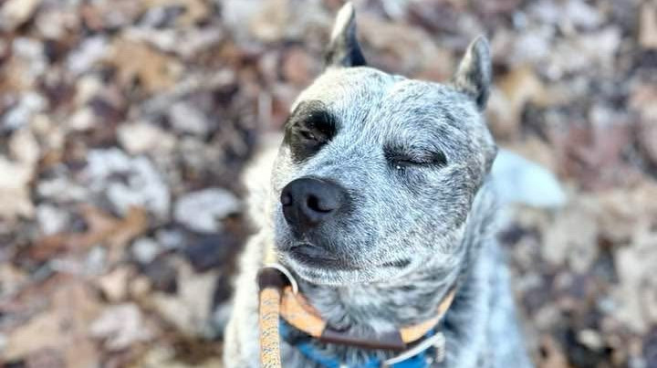 Blue Heeler cattle dog blinking on a leash outdoors