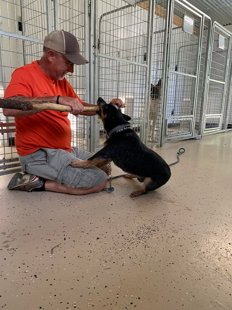 Trainer playing with a German Shepherd puppy in a kennel.