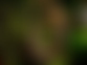 Ամանորյա դեկորի ո՞ր գույներն ու տարրերը կլինեն այս տարի թրենդում