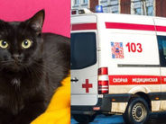 Ահասարսուռ դեպք Ռուսաստանում․ կատուն uպանել է տիրոջը