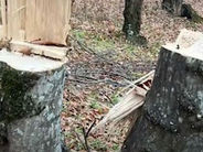 Ապօրինի ծառահատումներ՝ Տավուշի անտառներում